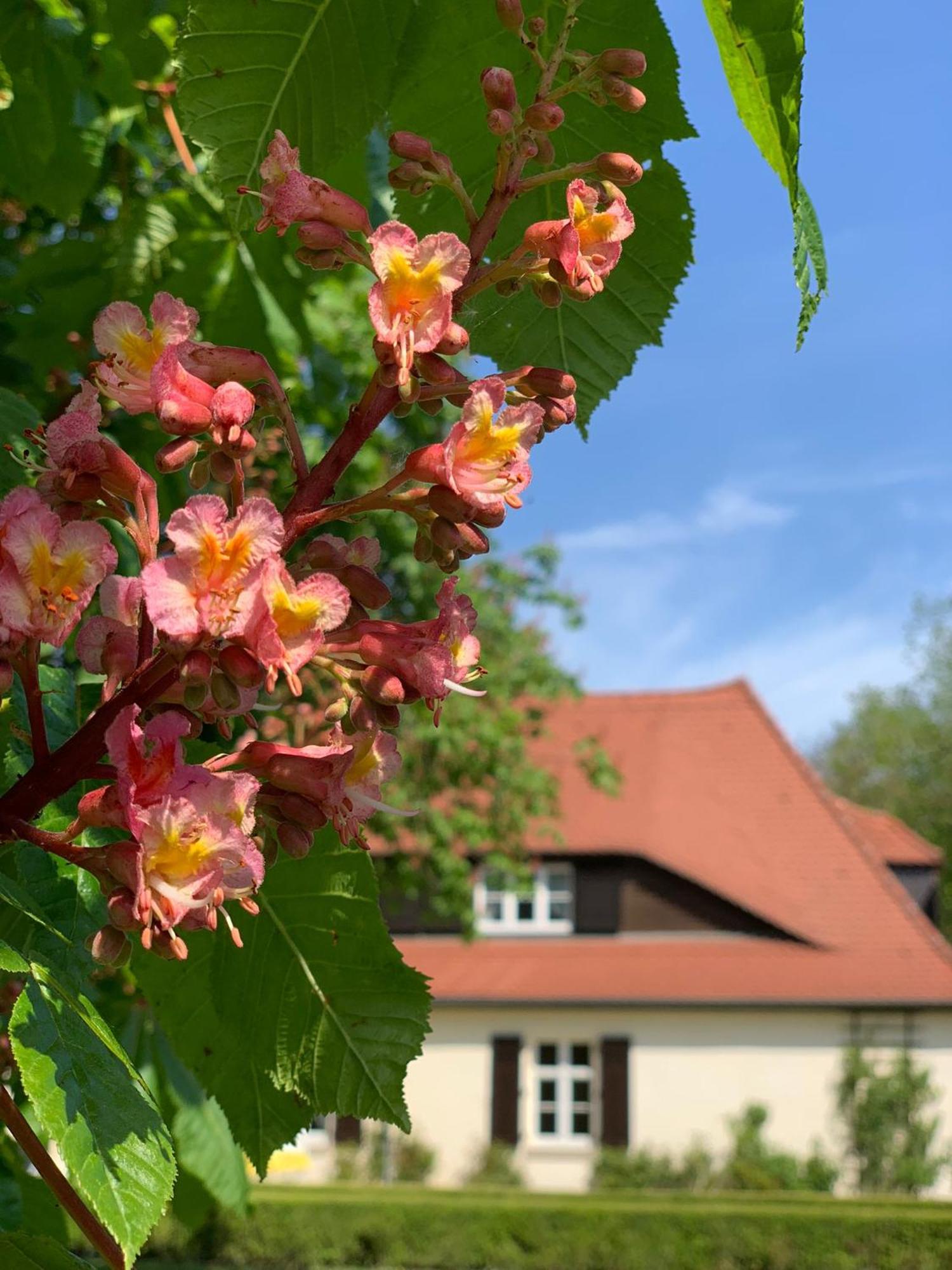 Landhaus Saaleck Naumburg  Esterno foto